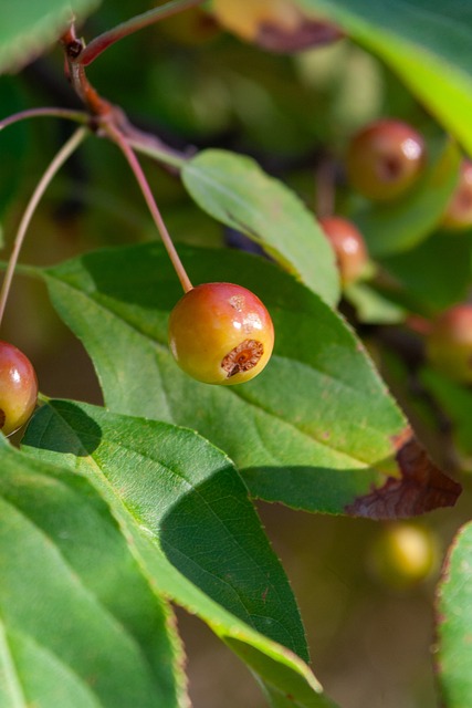 英博队的防 英博队的防